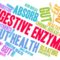 Three Main Digestive Enzymes