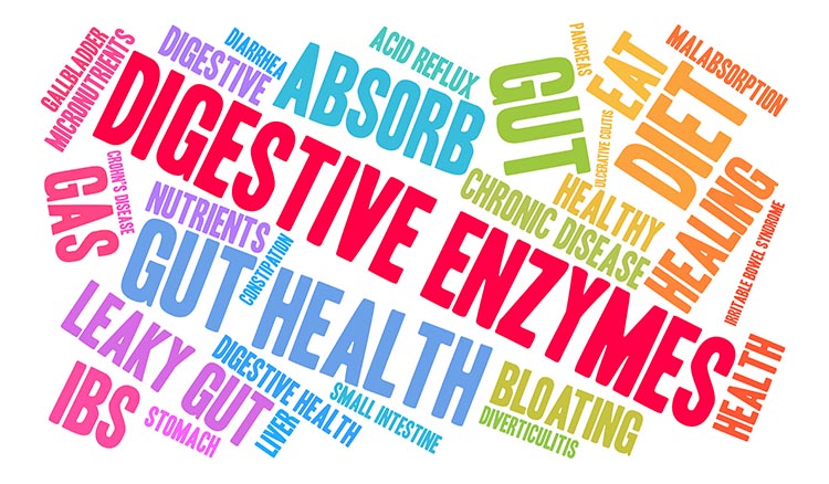 Three Main Digestive Enzymes